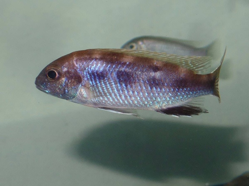 Pseudotropheus livingstonii 'Liuli'
